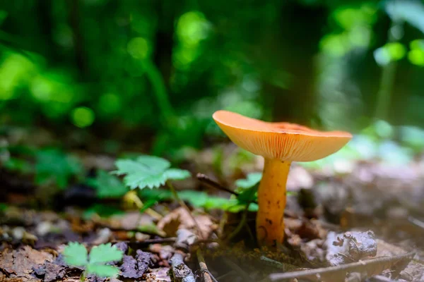 Orange Mushroom Groeit Forest Floor Smokies — Stockfoto