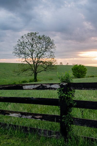 Old Kentucky Fence Along Rolling Hill just after sunrise