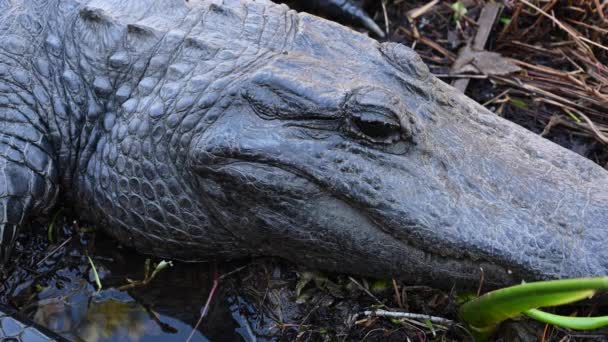Alligator Atmet Langsam Während Everglades Sumpf Ruht — Stockvideo