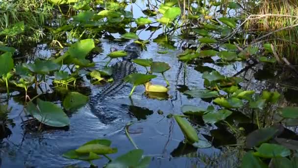 Alligator Nage Travers Les Lilypads Dark River — Video