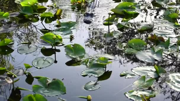 Aligator Pływa Kierunku Kamery Przez Lilypads Ciemnej Rzece — Wideo stockowe