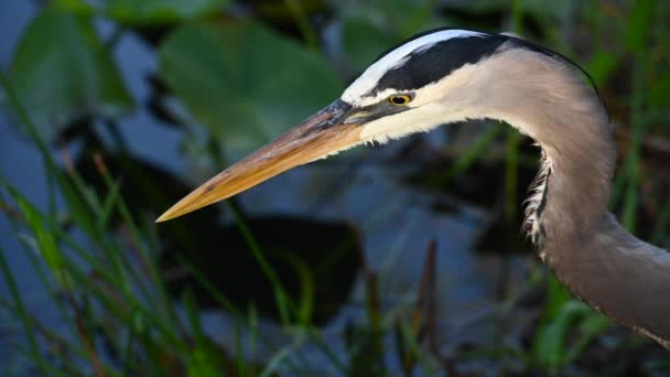 Cerrar Heron Clearing Boca Después Caza — Vídeo de stock