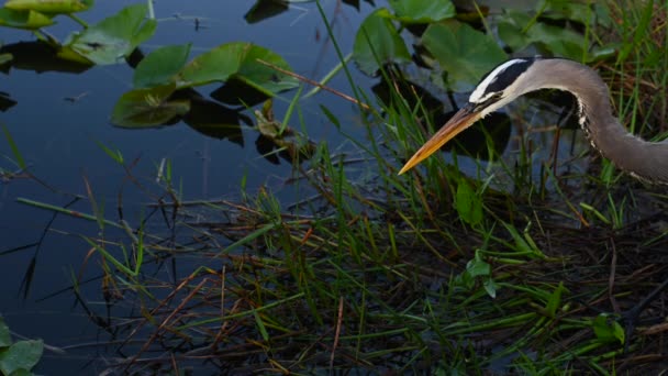 Heron Κυνηγά Στο Ποτάμι Everglades Για Ήσυχο Πρωινό — Αρχείο Βίντεο