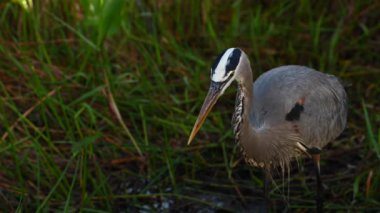 Balıkçıl Everglades 'te Yiyecek Avına Hazırlanıyor