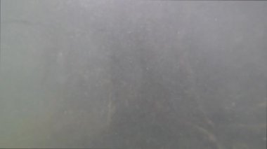 Mangrove Kökleri Güneş Işıklarıyla Parıldıyor