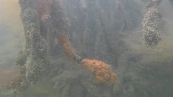 Mangrove Roots Murky Water Atlantic Coast Area — стокове відео