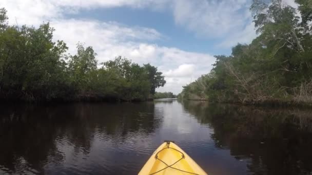 Nose Kayak Glides Wzdłuż Rzeki Everglades — Wideo stockowe