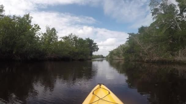 Nariz Caiaque Planeja Longo Rio Everglades — Vídeo de Stock