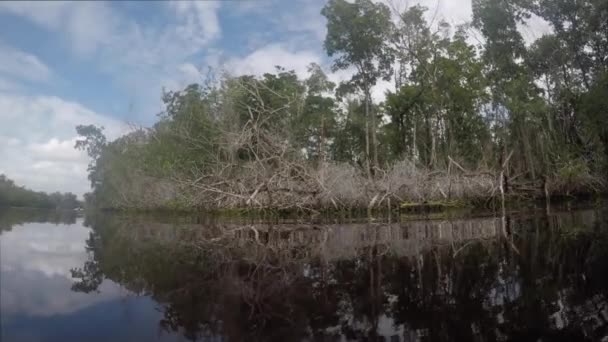 Glad Water Langs Mangrovebomen — Stockvideo