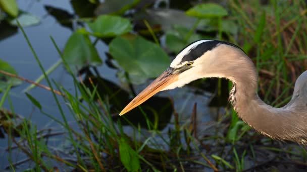 Heron Glides Tungan Över Näbben Efter Jakt — Stockvideo