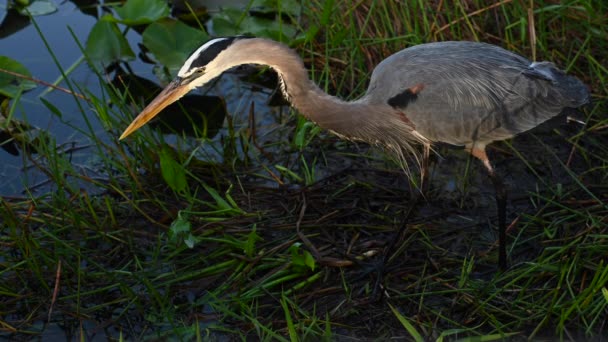 在沼泽地中猎取蓝鹭的水光反射 — 图库视频影像