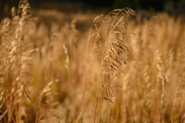 Çimen taneleri tarlada kurutulmuş bitkiye yapışıyor