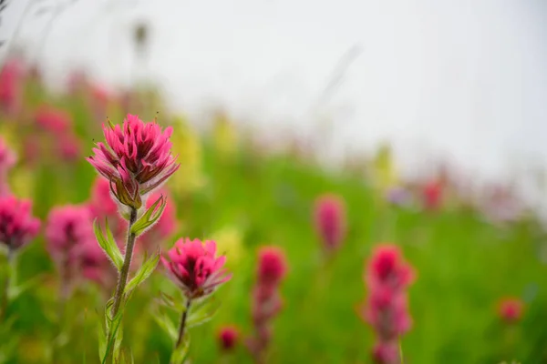Pinceau Écarlate Fleurit Foggy Field Dans Une Prairie Alpine — Photo