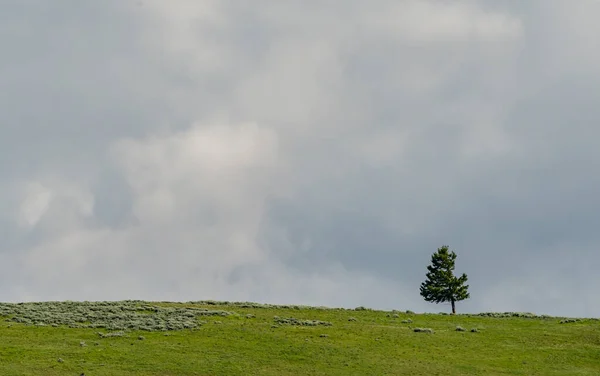 Wyoming Bulutlu Gökyüzüne Karşı Tek Ağaç — Stok fotoğraf