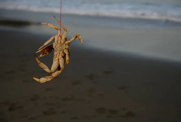 Snared Crab Und Copy Space Über Strand Hintergrund — Stockfoto