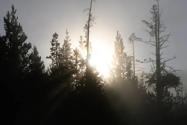 Sole Irrompe Tra Gli Alberi Sottili Nel Deserto Del Wyoming — Foto Stock