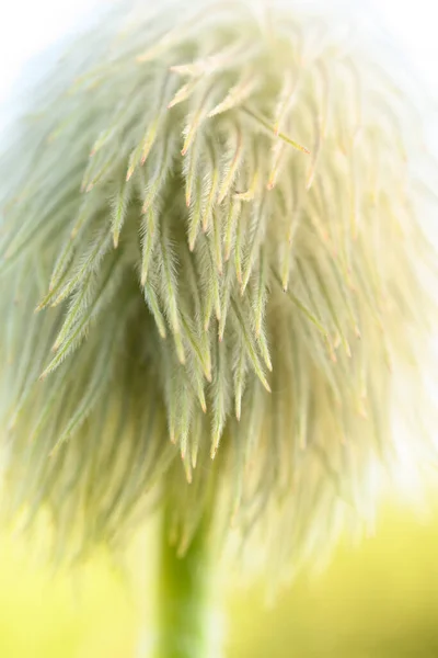 Δυτική Anemone Seed Head Μακροεντολή Εικόνα Έντονο Φως — Φωτογραφία Αρχείου
