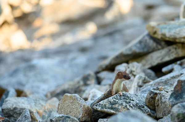 Alert Ermine in Boulder Field peeks over a rock