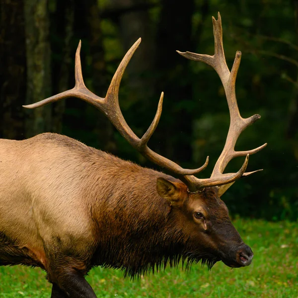 Bull Elk Rack Stora Hane Ruffen — Stockfoto