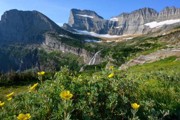 Montana Daki Grinnell Buzulu Nun Yanında Sarı Çiçekler Açtı — Stok fotoğraf