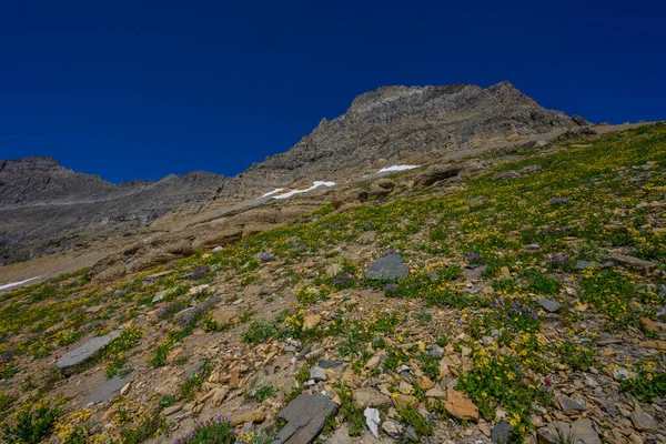 Желтые Дикие Флоуеры Растут Рощах Склоне Горы Дикой Природе Монтана — стоковое фото