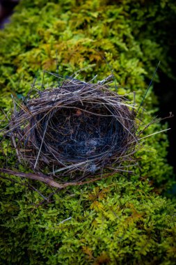 Dumanlı dağlarda Moss 'ta Boş Kuş Yuvası