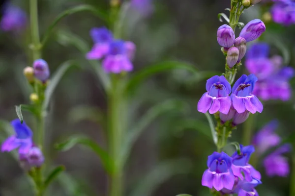 Close Blue Purple Blooms — Stock Photo, Image