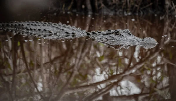 Krokodil Álmos Szemekkel Barna Everglades Vízben — Stock Fotó