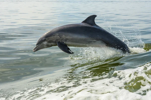 Delfino Salta Fuori Dall Acqua Nel Golfo Del Messico Della — Foto Stock