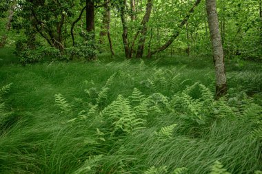 Eğreltiotları Smoky dağlarında yüksek bir yükseklikte yetişir.