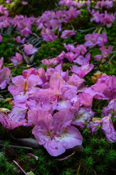 Gota Orvalho Fresco Pétalas Velhas Rhododendron — Fotografia de Stock