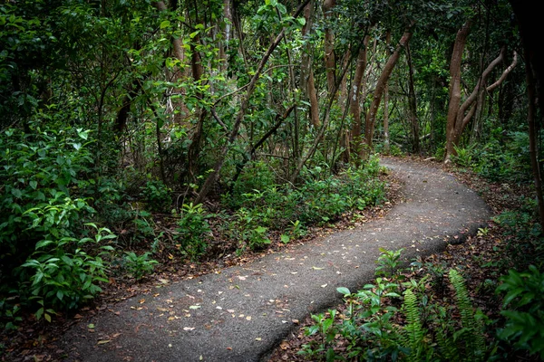 Gumbo Limbo Trail Węże Przez Las Everglades — Zdjęcie stockowe