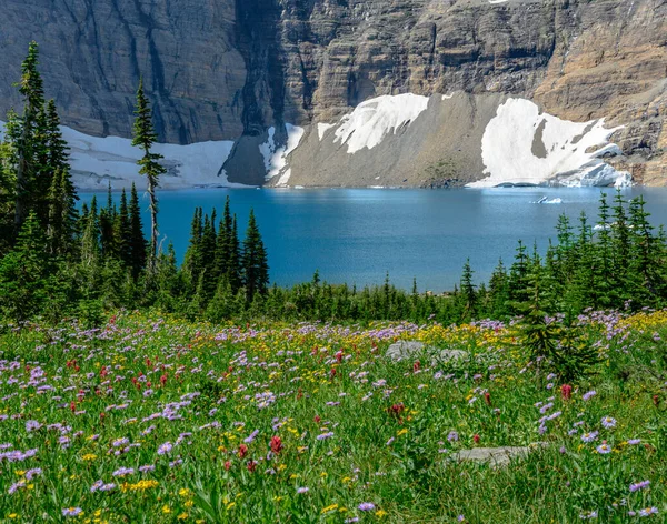 モンタナ山の野生の花の後ろの氷山湖 — ストック写真