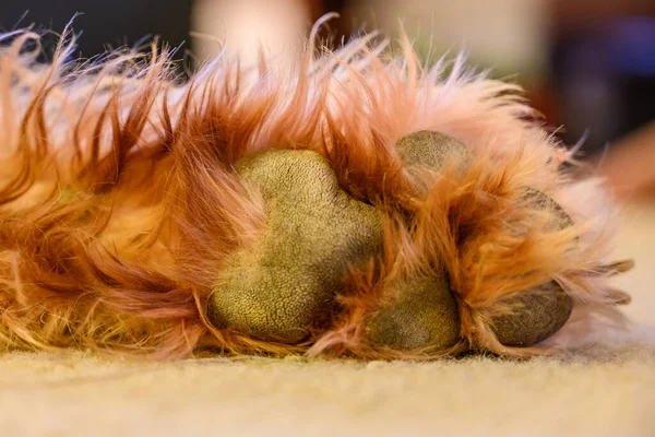 Labradoodle Paw Spoczywa Beżowym Dywanie — Zdjęcie stockowe