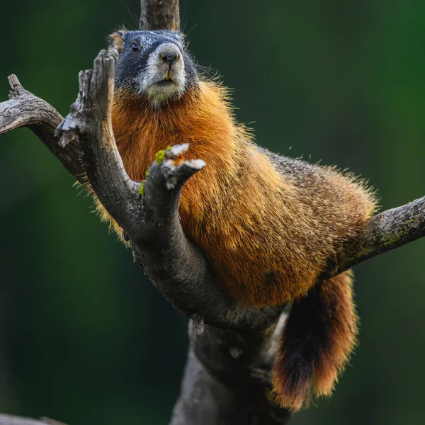 Marmot Lazes Tree Branch — Fotografie, imagine de stoc