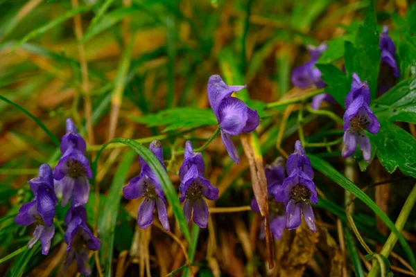 山野の草に紫色の花を咲かせます — ストック写真