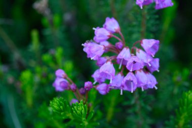 Küçük dağ keneviri filizleri Alp ormanlarında çiçek açar.