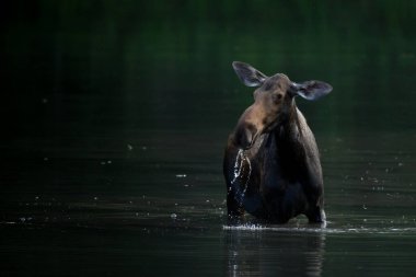 Su, içtikten sonra geyik burnundan akıyor.