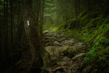 Dumanlı Sisli Ormanda Appalachian Trail Blaze