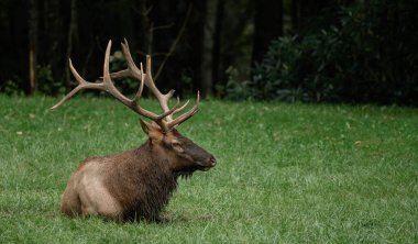 Bull Elk Sits With Copy Space to Right clipart