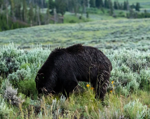 Fekete Medve Legel Nyári Mezőn Yellowstone — Stock Fotó