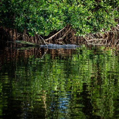 Timsah Mangrove Köklerinde Dinleniyor