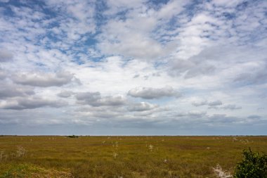 Dwarf Cypress Pop Dot Everglades 'in Bataklık Manzarası