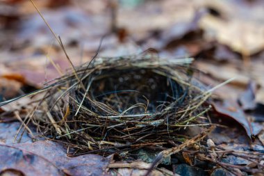 Smokies 'deki Boş Kuş Yuvasının Sınırına Odaklan