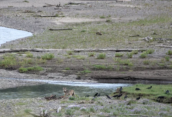 Opatrný Vlk Bizon Kill Lamar Valley — Stock fotografie