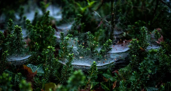Dewey Spider Webs Bush Close — Stock Photo, Image