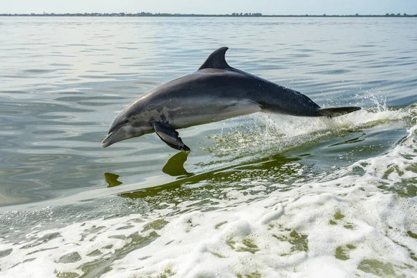 Delfin Jump Zatoce Meksykańskiej Pogodny Dzień — Zdjęcie stockowe