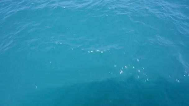 Blaues Wasser Den Tropen Floridas — Stockvideo