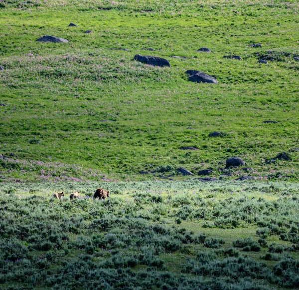 Grizzly Αρκούδες Τρέχει Μέσα Από Sunlit Πεδίο — Φωτογραφία Αρχείου