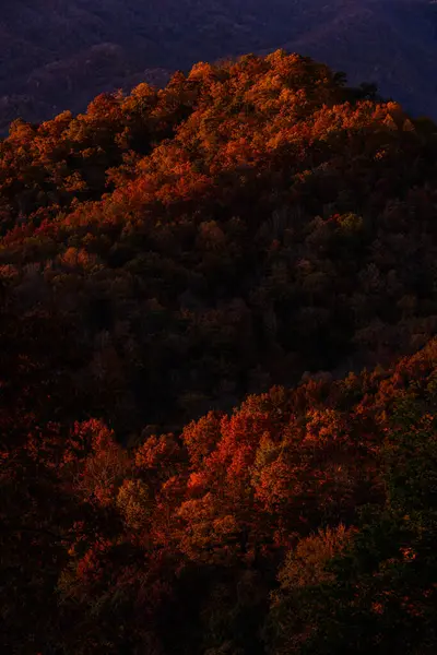 Gouden Licht Schijnt Herfstbladeren Rokerige Bergen — Stockfoto